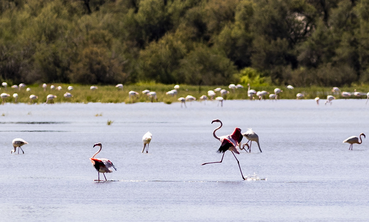 Laaguna de Pozuelo de Calatrava, flamencos y patos, Laguna la Inesperada de Pozuelo  con aves, flamencos y patos  / RUEDA VILLAVERDE