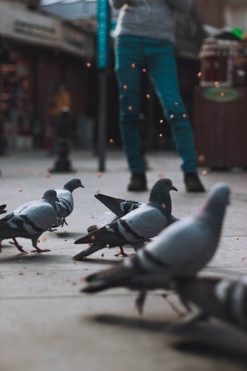 El Pacma pide retirar las jaulas trampa para capturar palomas