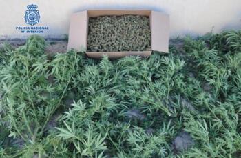 Cuatro personas detenidas por cultivo y venta de marihuana