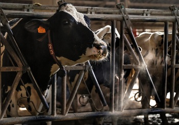 Por un sector lácteo más sostenible