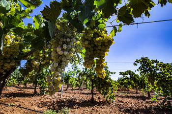 El calor adelanta la floración en los viñedos en La Mancha