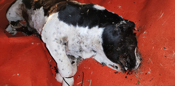 Denuncian el hallazgo de dos perros mutilados en una cuneta