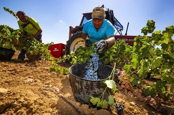 La cosecha de uva será de las más bajas en dos décadas