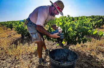 El sector del vino contiene por segundo año la plantación