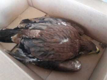 Agentes Medioambientales rescatan 3 pollos de águila imperial