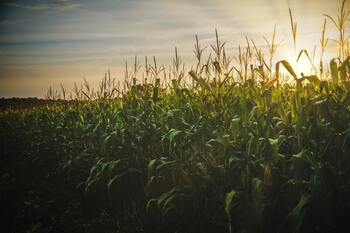 Estiman pérdidas del 30% de la cosecha de maíz por la sequía