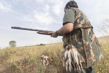 Federación de Caza se manifestará para poder cazar codornices