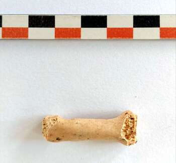 Encuentran en Carrizosa restos humanos de hace 6.000 años