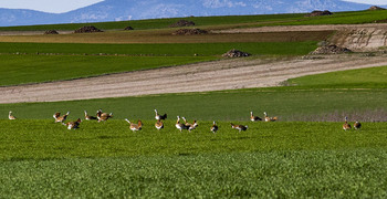 La población de aves en zonas agrícolas está cambiando