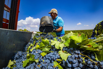 COAG calcula pérdidas de 950 euros/hectárea con precio de uva