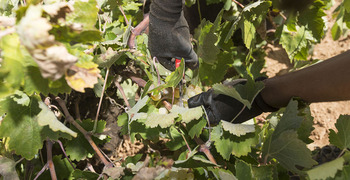 COAG alerta de que viticultores perderán 950 euros/hectárea