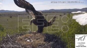 Depredación  de un nido de cigüeña por un águila real