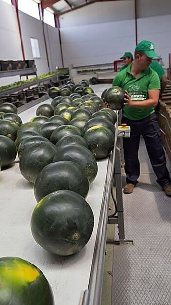 Interprofesional del melón y la sandía habla de precio normal