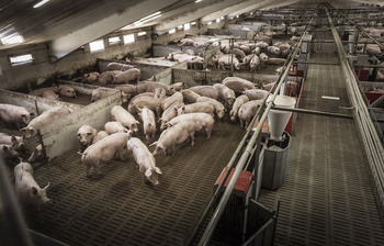 Alegaciones contra la instalación de una macrogranja porcina
