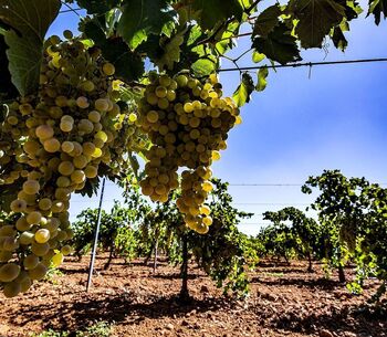Agricultura dejará plantar 508 hectáreas más de viñedo