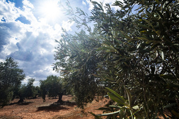 «Como no llueva, el olivo va a tirar las aceitunas»