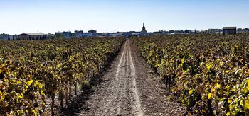 Unas 100.000 hectáreas de viñedo se reestructuran en 20 años