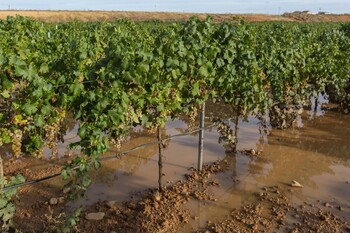 Agroseguro empieza a abonar los pagos por daños en viñedos
