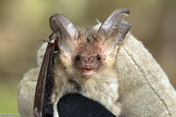 Registran 211 ejemplares de murciélagos en el Campo de Montiel