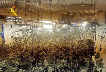 Desmantelan dos plantaciones de cannabis en Albatana
