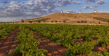 El viñedo en La Mancha, ejemplo de sostenibilidad