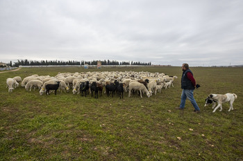 UCLM evalúa los beneficios del pastoreo tradicional