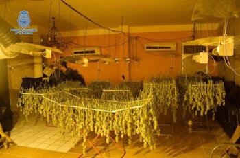 12 detenidos y 915 plantas de marihuana decomisados