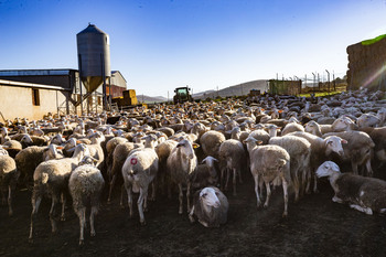 Vox pide la comparecencia de Planas por la viruela ovina