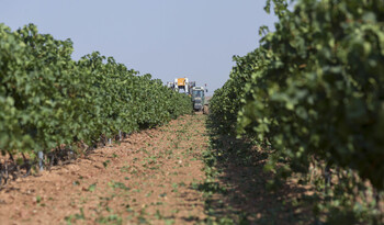 Agroseguro generaliza la evaluación de daños en el viñedo
