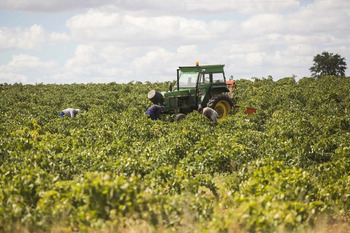 La DO La Mancha tendrá entre un 20 y 25% menos de uva