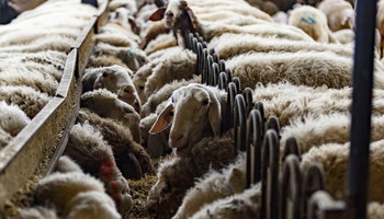 Publicados mataderos para el sacrificio tras la viruela ovina