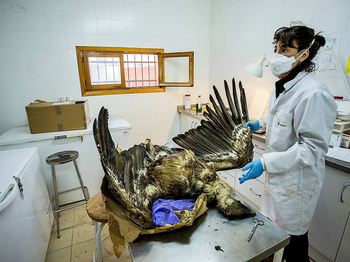 Ciudad Real lidera las muertes de águila imperial por venenos