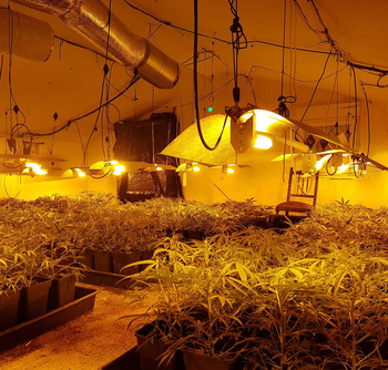 La Fiscalía avisa del ‘boom’ de las plantaciones de cannabis