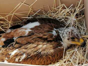 Reintroducen un pollo de águila imperial en Ciudad Real