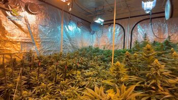 Descubren en Sigüenza 1.037 plantas de marihuana
