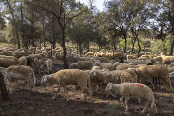 Actualizan medidas por la viruela ovina tras 2 meses sin focos