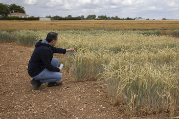 El Chaparrillo prueba cultivos a prueba de sequía