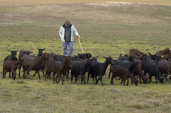 Incertidumbre entre los ganaderos por la viruela ovina