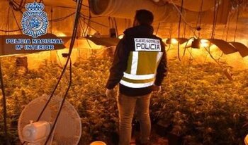 Un detenido en Alcázar con más de 700 plantas de marihuana