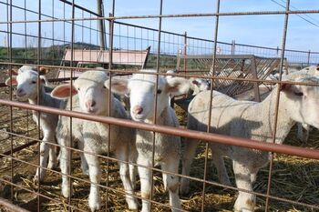 La viruela ovina pone en jaque a Castilla-La Mancha