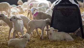 Agricultura 'rezonifica' la viruela ovina