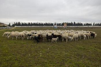 Agricultura flexibiliza las medidas por la viruela del ovino