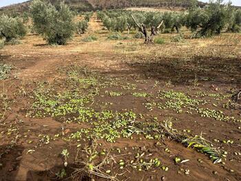 La DANA arrasa 10.000 hectáreas de cultivos en la región