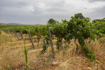 1.679 viticultores reestructurarán sus viñedos por 53,7 M€