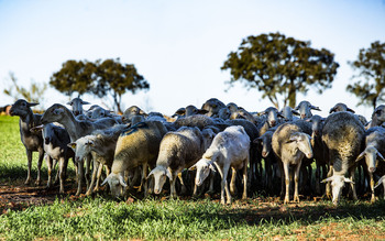 Agricultura prevé movilizar el ovino en 