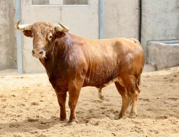 Los toros de Luis Algarra llegan a los corrales de la plaza