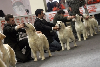Ciudad Real será la capital del perro con miles de ejemplares