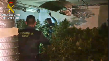 Detenido por exhibicionismo y con 100 plantas de marihuana