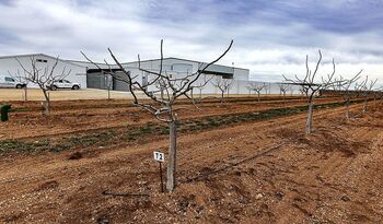 El cultivo de pistacho crece un 943% en diez años