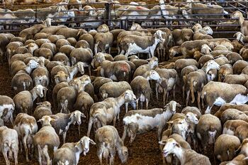 La viruela deja la ganadería ovina en el dato más bajo en años